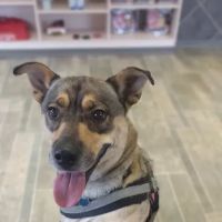 Countryside Animal Hospital ico