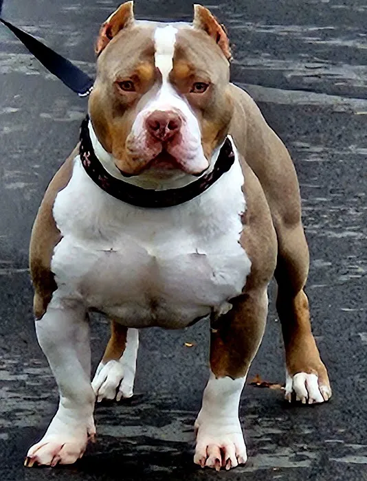 Westside Veterinary Hospital Picture 4