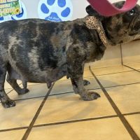 Westside Veterinary Hospital ico