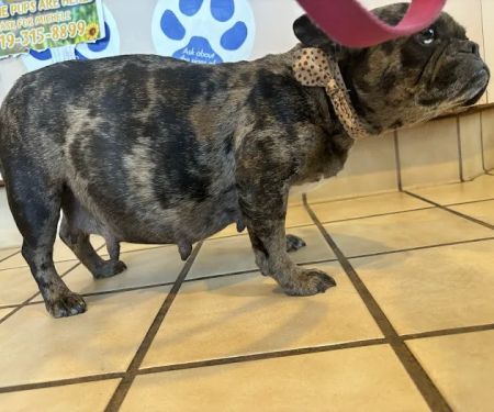 Westside Veterinary Hospital