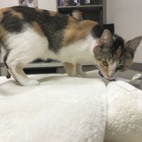 Holly Farms Animal Care Center: Ferguson Susie M DVM ico