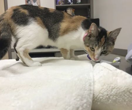 Holly Farms Animal Care Center: Ferguson Susie M DVM