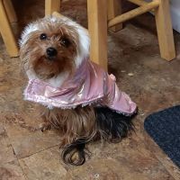 VCA Holly Farms Animal Hospital ico