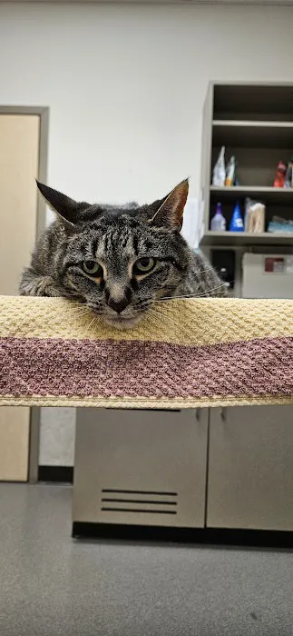 VCA Holly Farms Animal Hospital Picture 2