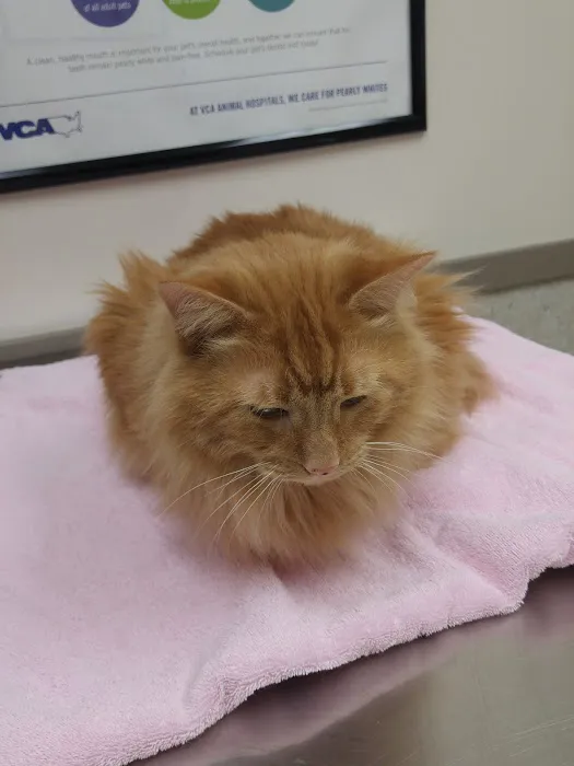 VCA Holly Farms Animal Hospital Picture 10