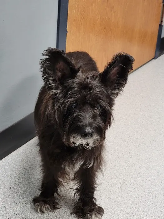 VCA SylvaniaVET Animal Hospital Picture 9