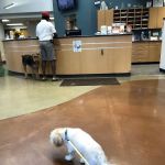 Sylvania Veterinary Hospital: Hissam Kate DVM