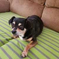 Wateree Animal Hospital ico