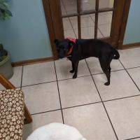 Lewis Animal Hospital ico