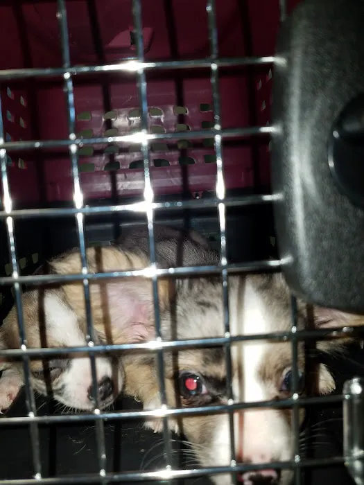 Lewis Animal Hospital Picture 3