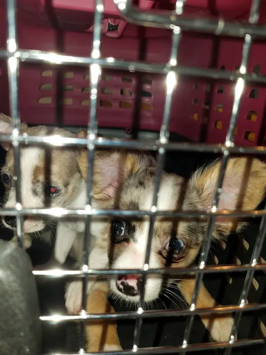 Lewis Animal Hospital Picture 4
