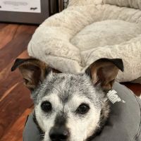Peak Performance Mobile Veterinary Services ico