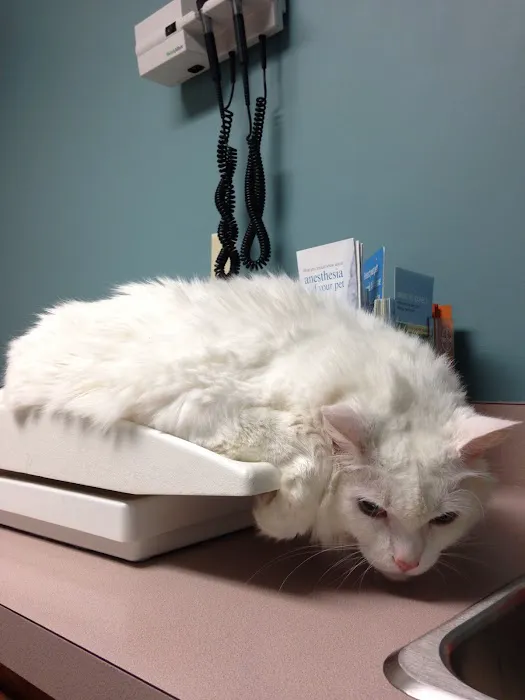 Southern Oaks Animal Hospital Picture 10