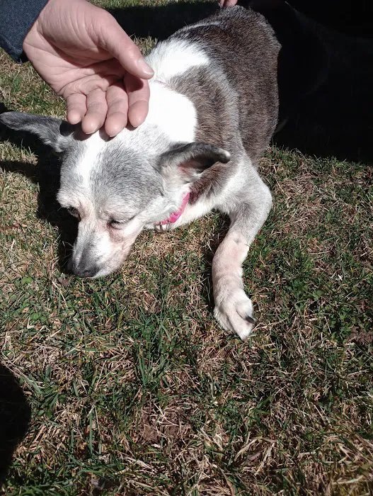 Animals Of Eden Veterinary Hospital PLLC Picture 7