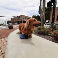 Animals Of Eden Veterinary Hospital PLLC ico