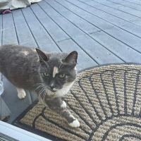 Five Forks Animal Hospital ico