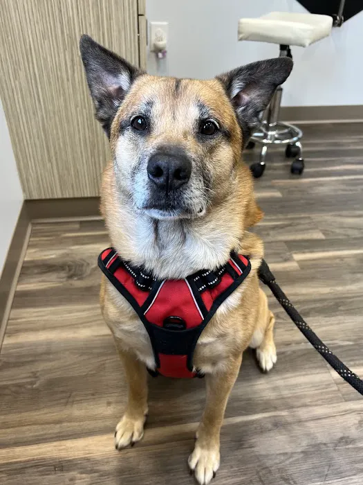 Five Forks Animal Hospital Picture 6