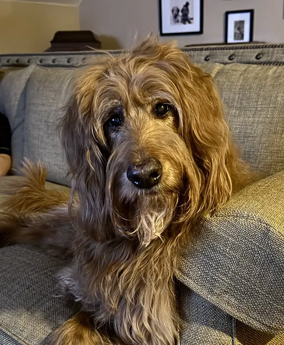 Fetch Specialty & Emergency Veterinary Centers - Greenville, SC Picture 2