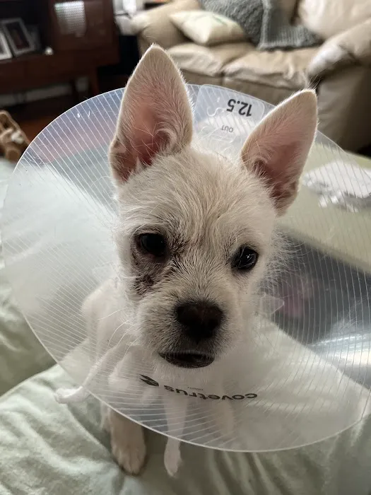 Fetch Specialty & Emergency Veterinary Centers - Greenville, SC Picture 1