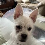 Fetch Specialty & Emergency Veterinary Centers - Greenville, SC