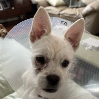 Fetch Specialty & Emergency Veterinary Centers - Greenville, SC ico