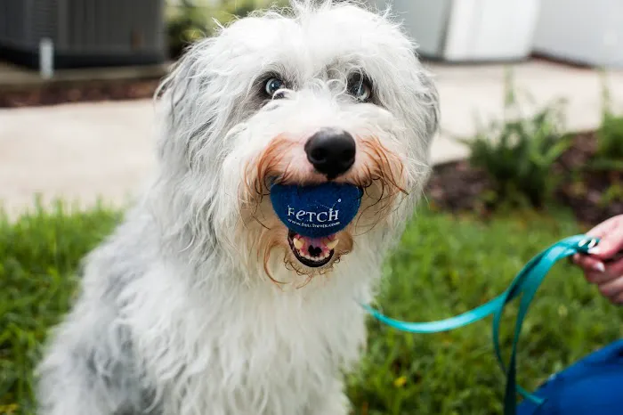 Fetch Specialty & Emergency Veterinary Centers - Greenville, SC Picture 8