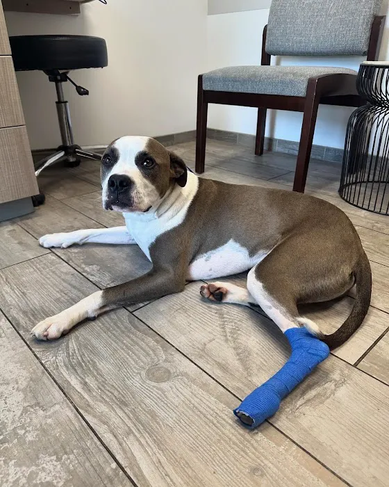 Fetch Specialty & Emergency Veterinary Centers - Greenville, SC Picture 4