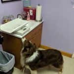Steven R. Shrum, DVM: Holly Tree Animal Hospital