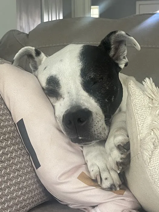 Holly Tree Animal Hospital Picture 3