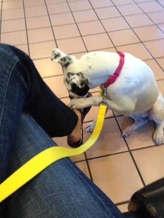 Holly Tree Animal Hospital Picture 4