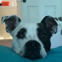 Holly Tree Animal Hospital ico