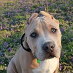 Pet Vaccine Clinic
