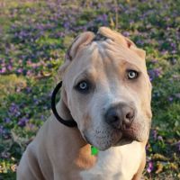 Pet Vaccine Clinic ico