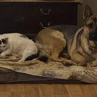 Pet Med Mobile ico