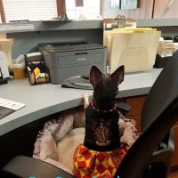 Frazier Animal Hospital ico