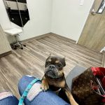 Augusta Road Animal Hospital