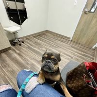 Augusta Road Animal Hospital ico