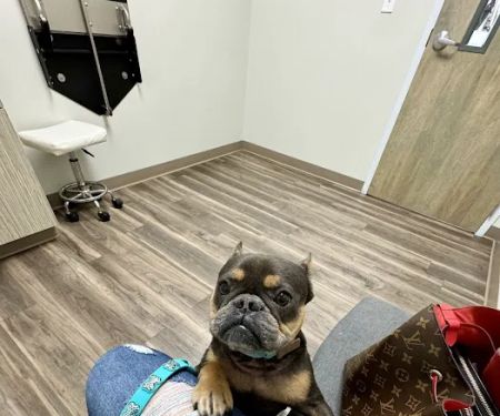 Augusta Road Animal Hospital