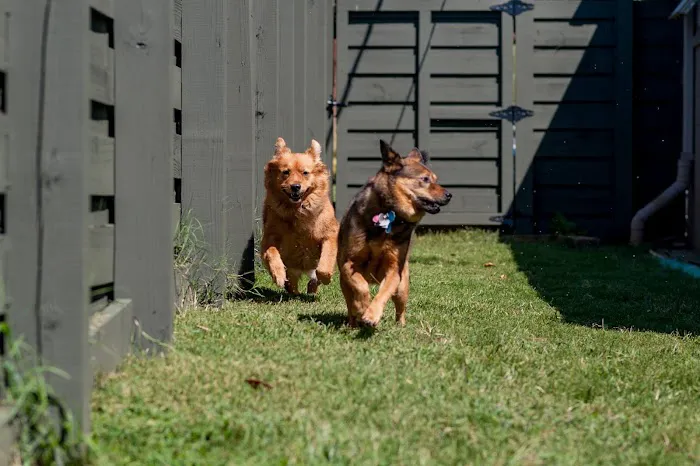 Pleasantburg Veterinary Clinic Picture 4
