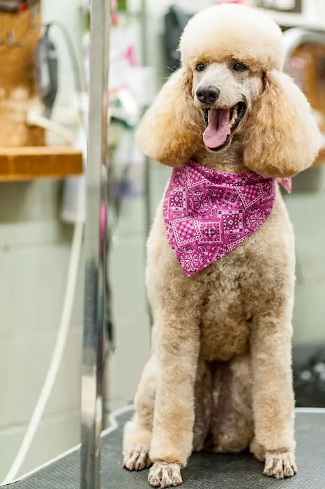 Pleasantburg Veterinary Clinic Picture 5