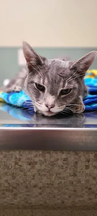 Smyth County Animal Hospital Picture 6