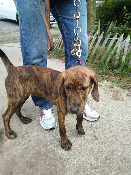 Smyth County Animal Hospital Picture 7