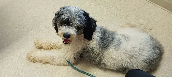 Valley Animal Clinic Picture 1