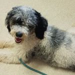 Valley Animal Clinic