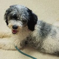Valley Animal Clinic ico