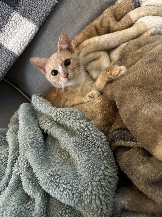 Valley Animal Clinic Picture 2