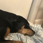 Honaker Animal Health, Inc