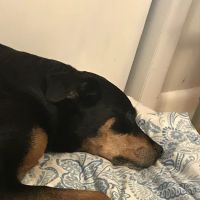 Honaker Animal Health, Inc ico