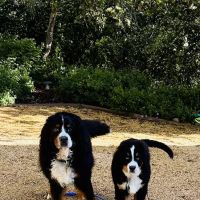 Southwest Virginia Veterinary Services ico