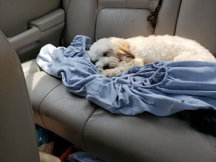 Spay Today, Inc. Picture 5